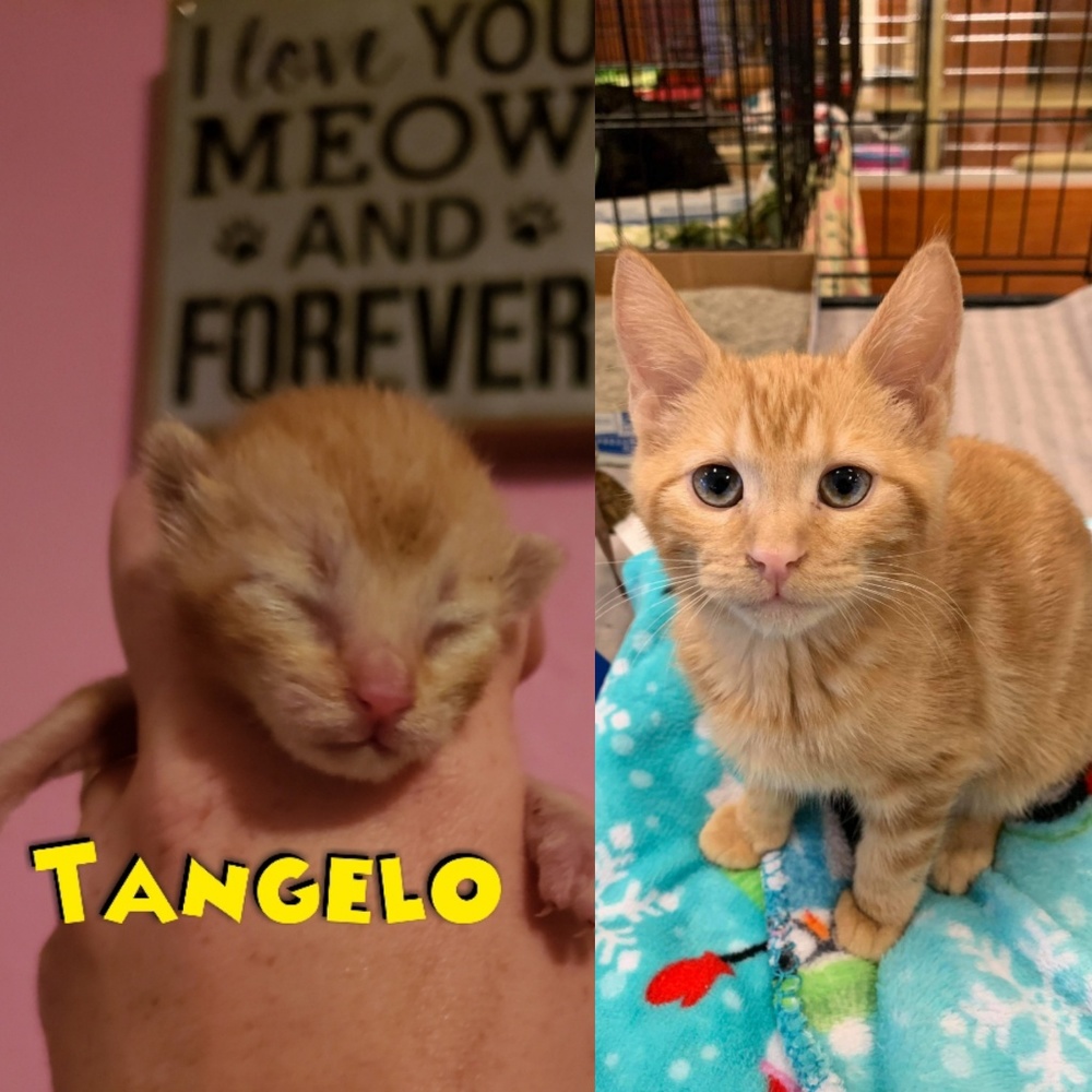 Proceeds Help Me Save Animals Lives